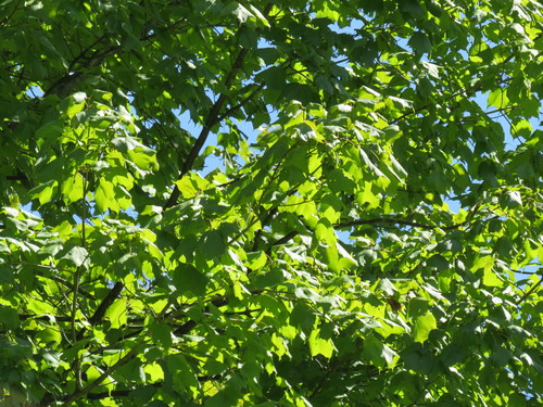 Acer nigrum (black maple) (alternate view 3)