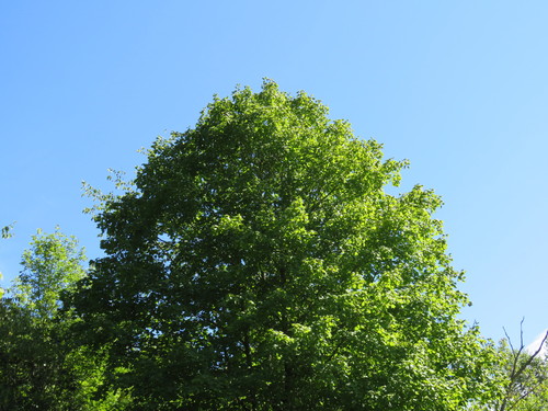 Acer nigrum (black maple) (alternate view 4)