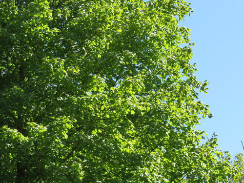 Acer nigrum (black maple) (alternate view 5)