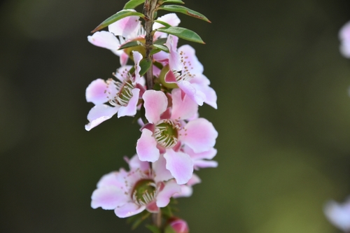 Leptospermum squarrosum (Peach-flowered Tea Tree)