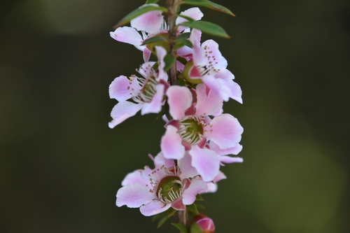Leptospermum squarrosum (Peach-flowered Tea Tree) (alternate view 2)