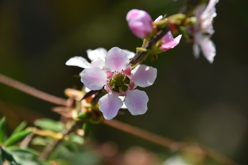 Leptospermum squarrosum (Peach-flowered Tea Tree) (alternate view 3)