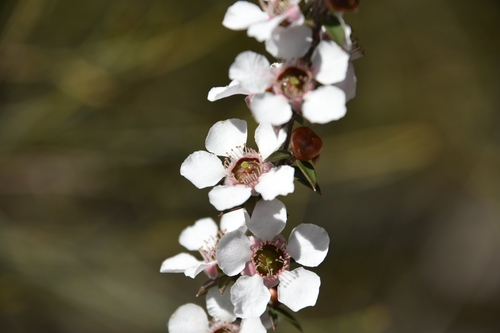 Leptospermum squarrosum (Peach-flowered Tea Tree) (alternate view 4)