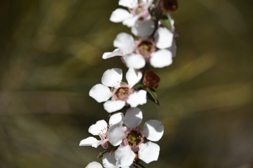 Leptospermum squarrosum (Peach-flowered Tea Tree) (alternate view 5)