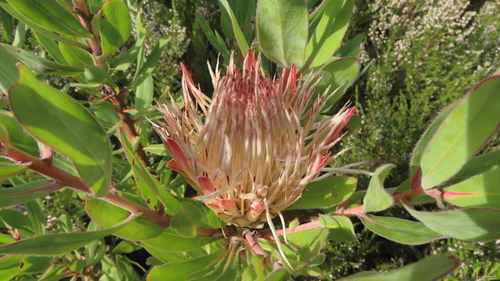 Protea × hybrida (Sugarbush Hybrids) (alternate view 5)
