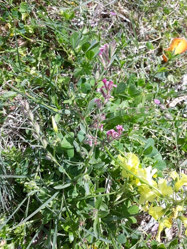 Silene gallica (Small-flowered Catchfly) (alternate view 6)