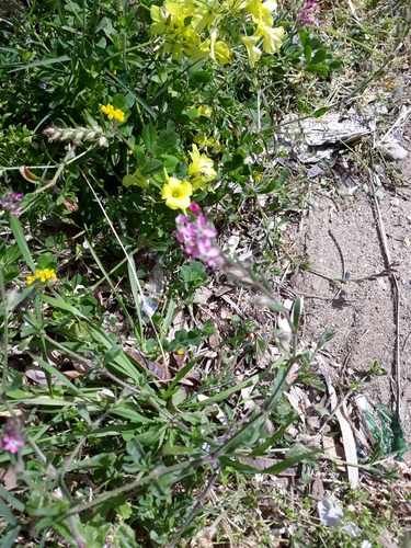 Silene gallica (Small-flowered Catchfly) (alternate view 7)