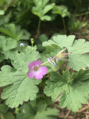 Geranium rotundifolium (Roundleaf geranium)
