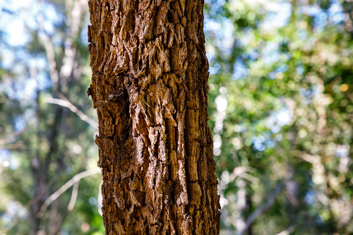 Allocasuarina torulosa (Forest sheoak) (alternate view 10)