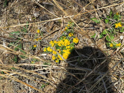 Lithospermum canescens (hoary puccoon) (alternate view 2)
