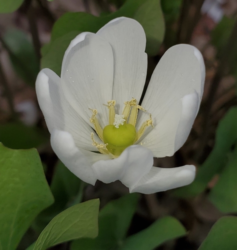 Jeffersonia diphylla (twinleaf) (alternate view 5)