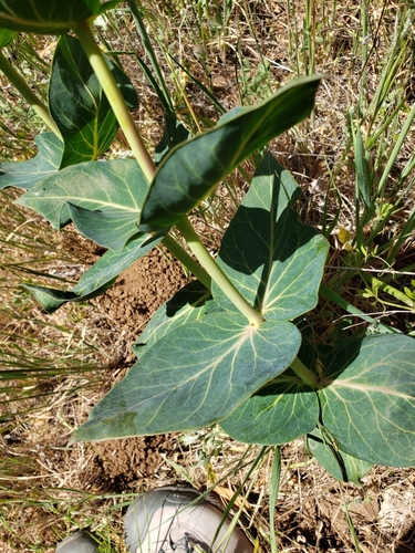 Asclepias cordifolia (heart-leaf milkweed) (alternate view 3)