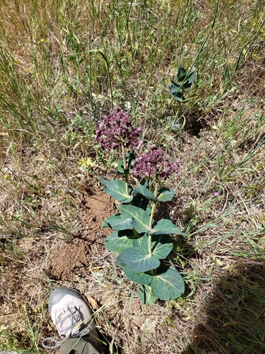 Asclepias cordifolia (heart-leaf milkweed) (alternate view 4)
