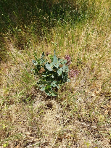 Asclepias cordifolia (heart-leaf milkweed) (alternate view 5)