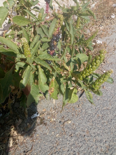 Phytolacca octandra (Inkweed) (alternate view 2)