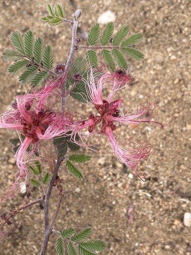 Calliandra eriophylla (pink fairy-duster) (alternate view 7)
