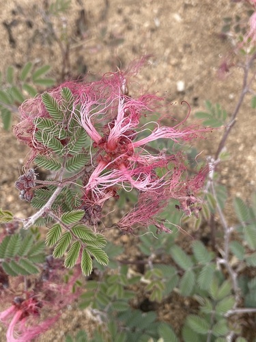Calliandra eriophylla (pink fairy-duster) (alternate view 8)