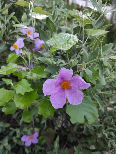 Cistus albidus (white-leaved cistus) (alternate view 5)