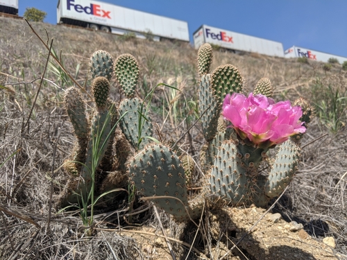 Opuntia basilaris (Beavertail Pricklypear) (alternate view 5)