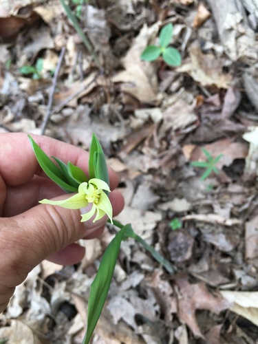 Uvularia grandiflora (largeflower bellwort)