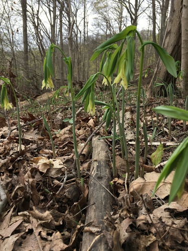 Uvularia grandiflora (largeflower bellwort)