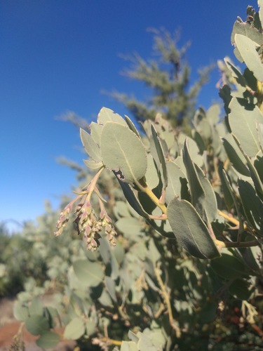 Arctostaphylos (bearberries and manzanitas) (alternate view 2)