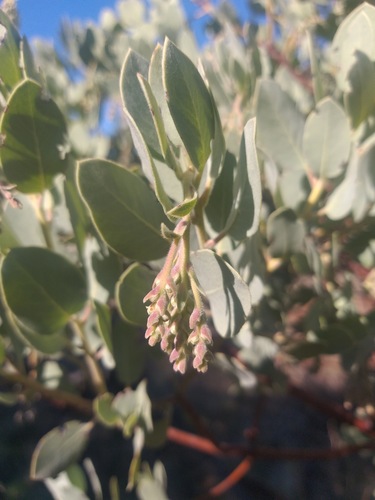 Arctostaphylos (bearberries and manzanitas) (alternate view 3)