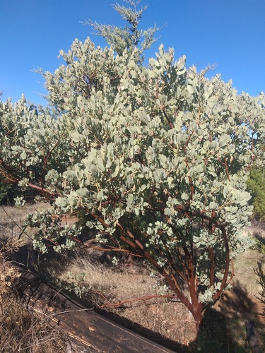 Arctostaphylos (bearberries and manzanitas) (alternate view 4)