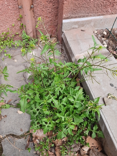 Sisymbrium irio (London rocket)