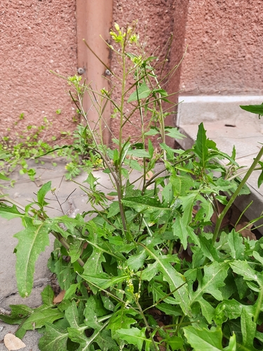 Sisymbrium irio (London rocket) (alternate view 2)