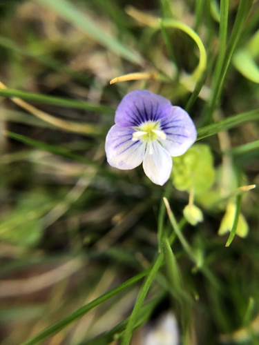 Veronica filiformis (Slender speedwell)