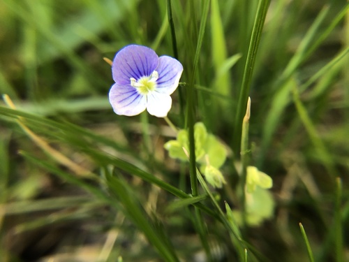 Veronica filiformis (Slender speedwell)