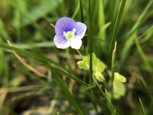 Veronica filiformis (Slender speedwell)