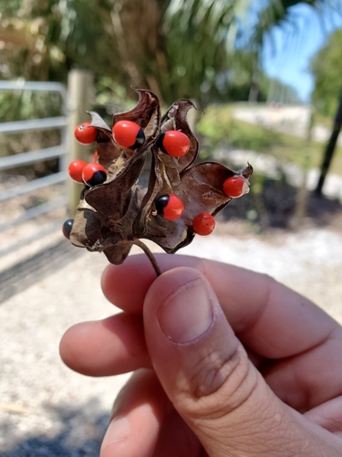 Abrus precatorius (rosary pea) (alternate view 2)