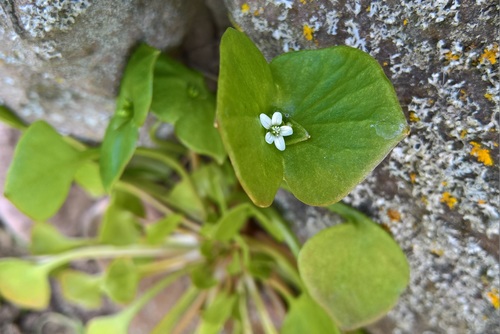 Claytonia perfoliata (Miner's Lettuce) (alternate view 4)