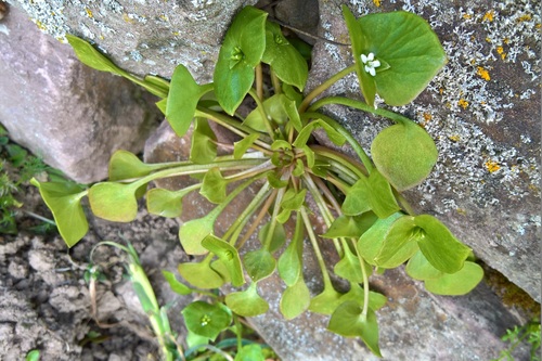 Claytonia perfoliata (Miner's Lettuce) (alternate view 5)