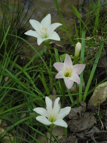 Zephyranthes atamasco (Atamasco Lily)
