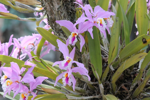 Cattleya (alternate view 2)