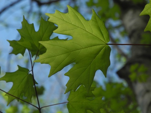 Acer floridanum (southern sugar maple)