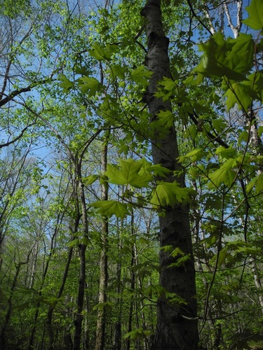 Acer floridanum (southern sugar maple) (alternate view 2)