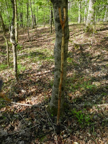 Acer floridanum (southern sugar maple) (alternate view 3)