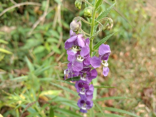 Angelonia angustifolia (Summer Snapdragon) (alternate view 3)