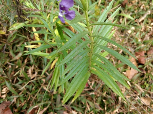 Angelonia angustifolia (Summer Snapdragon) (alternate view 4)