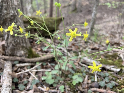 Ranunculus (buttercups) (alternate view 6)
