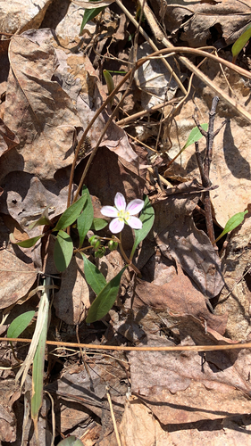 Claytonia caroliniana (Carolina Springbeauty) (alternate view 9)
