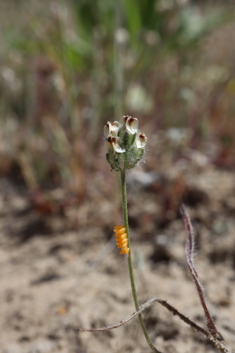 Plantago erecta (dot-seed plantain)