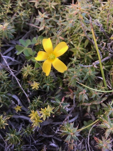 Oxalis perennans (woody-root woodsorrel) (alternate view 4)