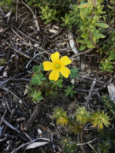 Oxalis perennans (woody-root woodsorrel) (alternate view 5)