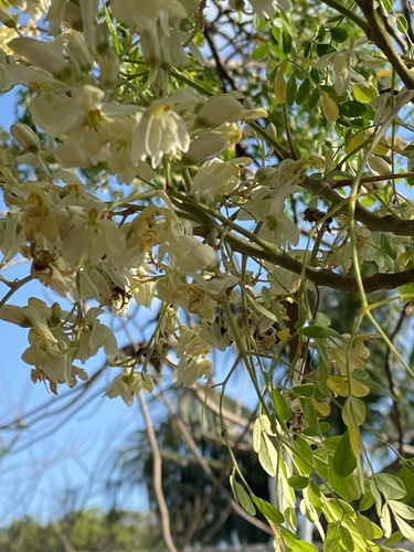 Moringa oleifera (Moringa)