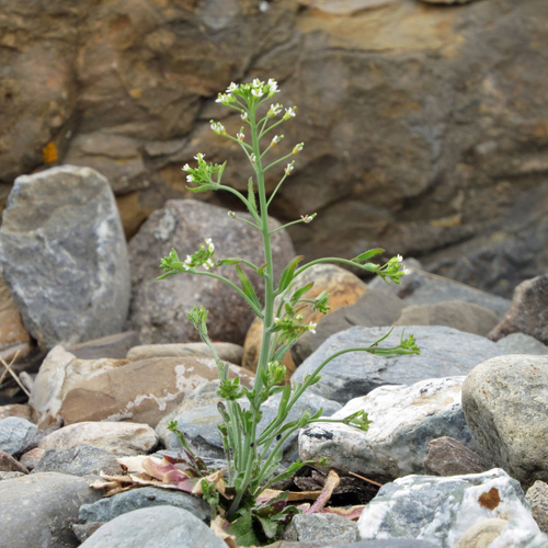 Arabidopsis thaliana (mouse-ear cress)